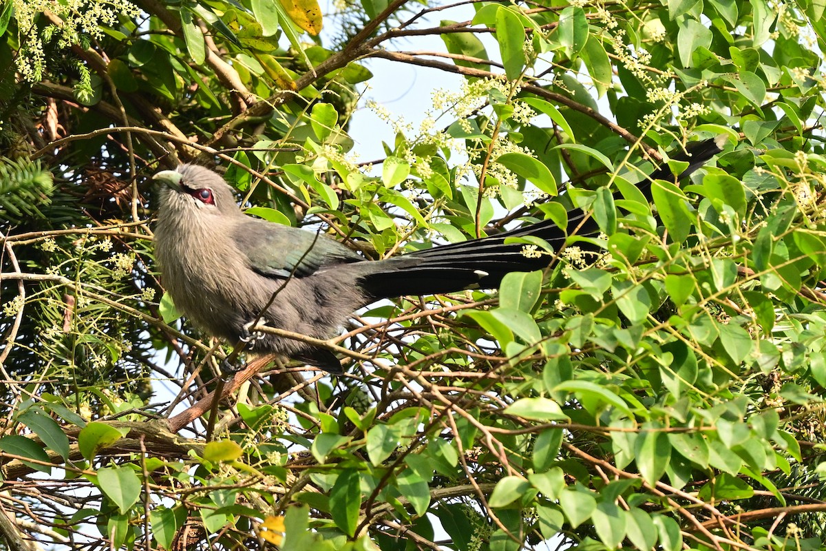 Green-billed Malkoha - ML647109000