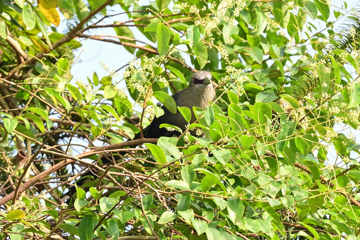 Green-billed Malkoha - ML647109001
