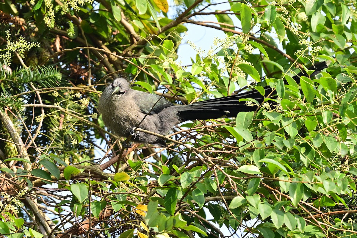 Green-billed Malkoha - ML647109002