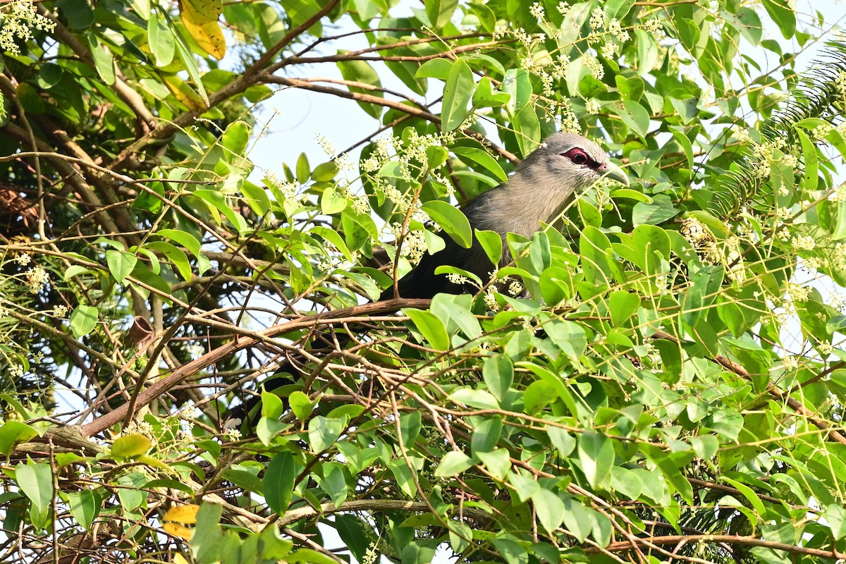 Green-billed Malkoha - ML647109003