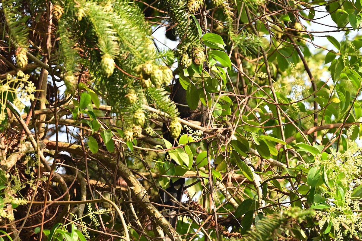 Green-billed Malkoha - ML647109004