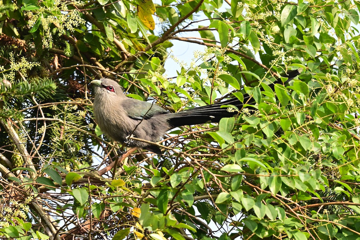 Green-billed Malkoha - ML647109005