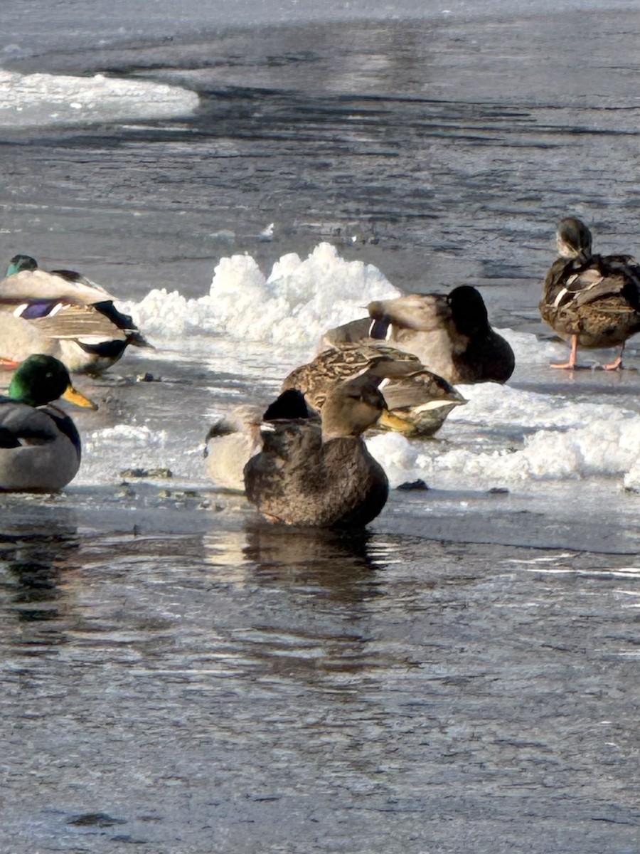 American Black Duck - ML647109007