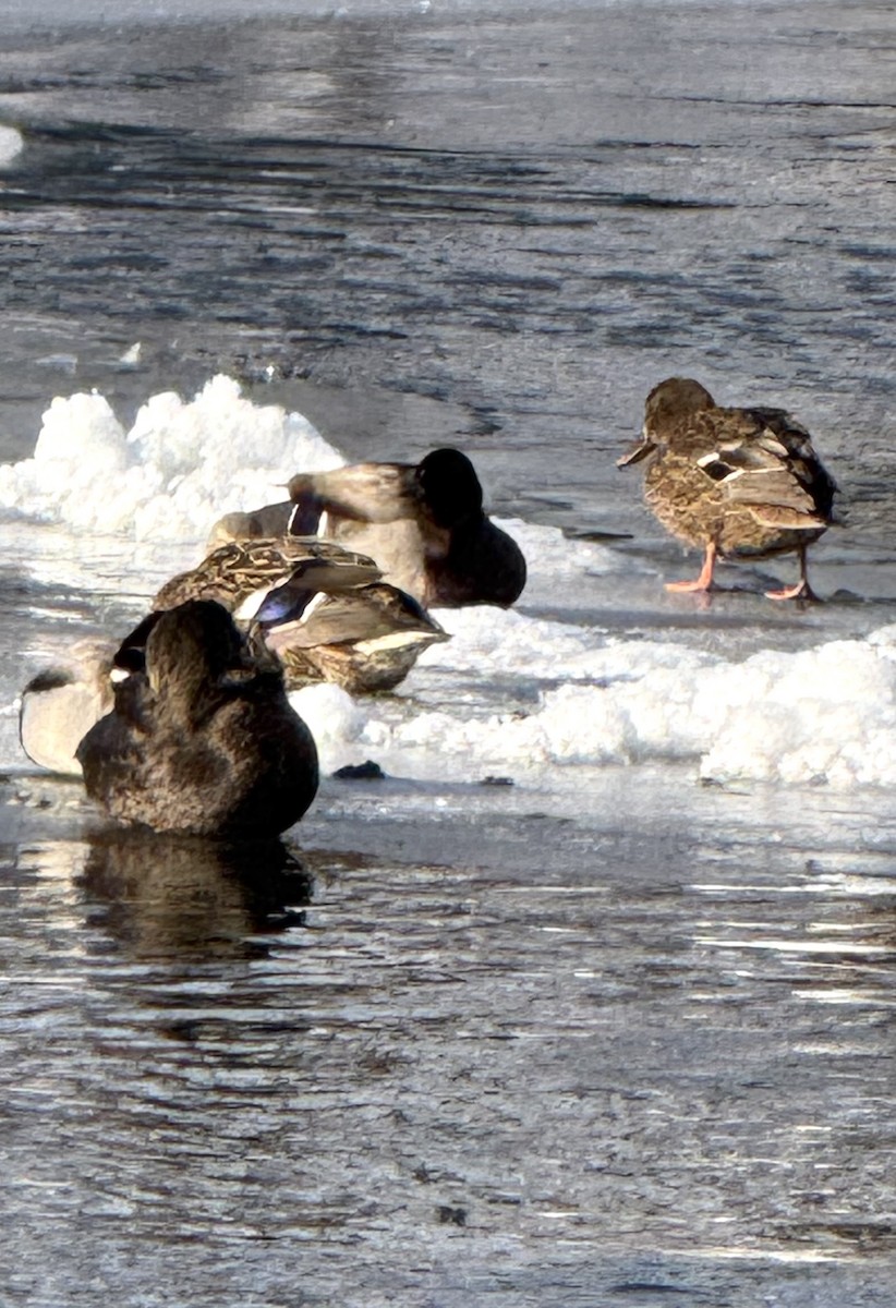 American Black Duck - ML647109008