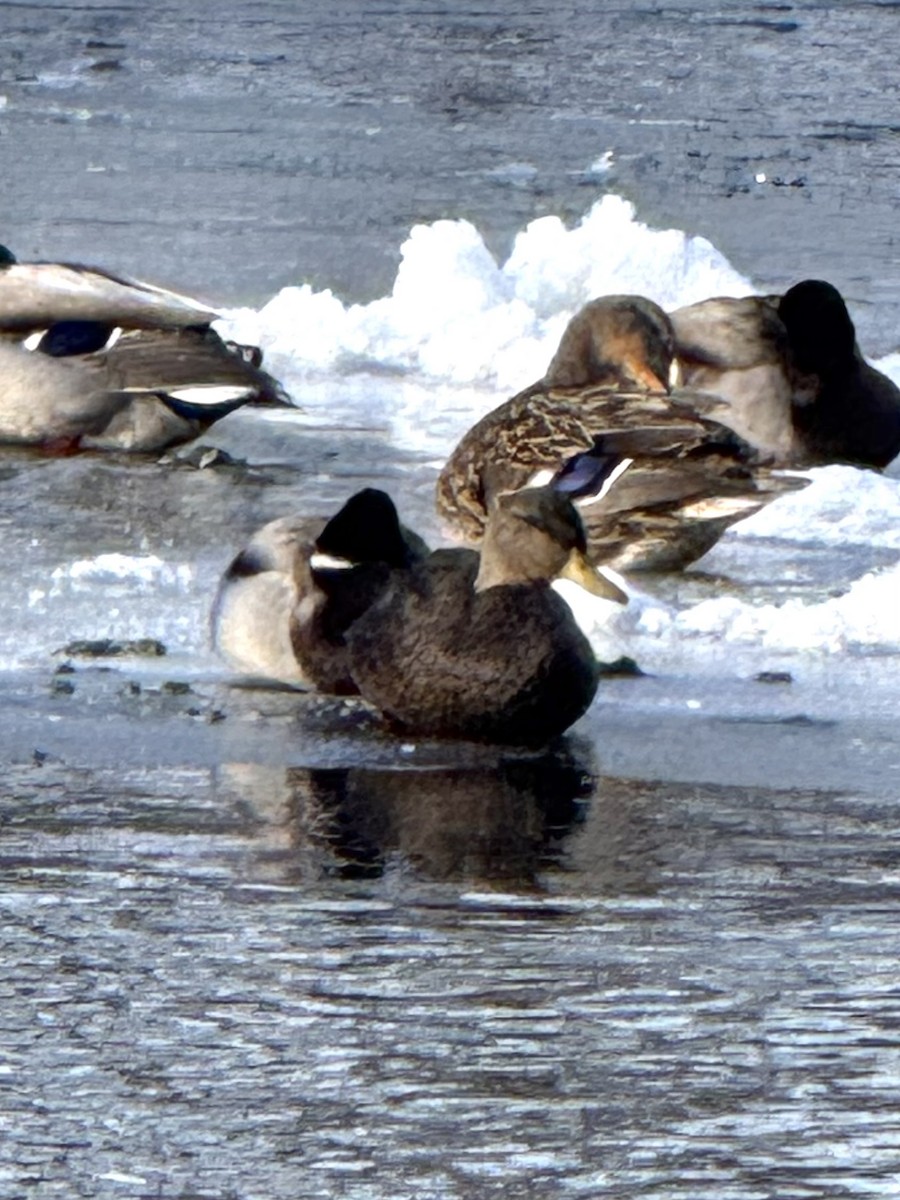 American Black Duck - ML647109009