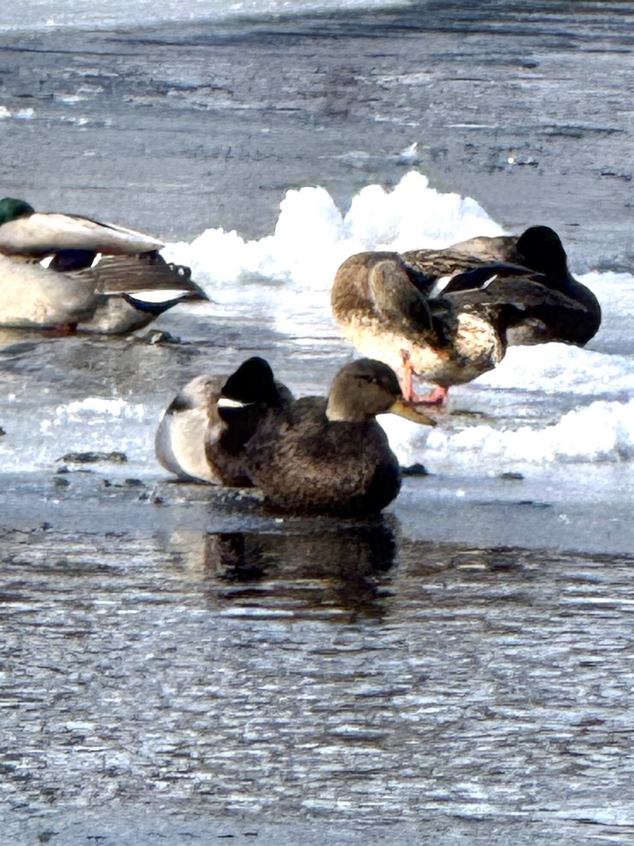 American Black Duck - ML647109010