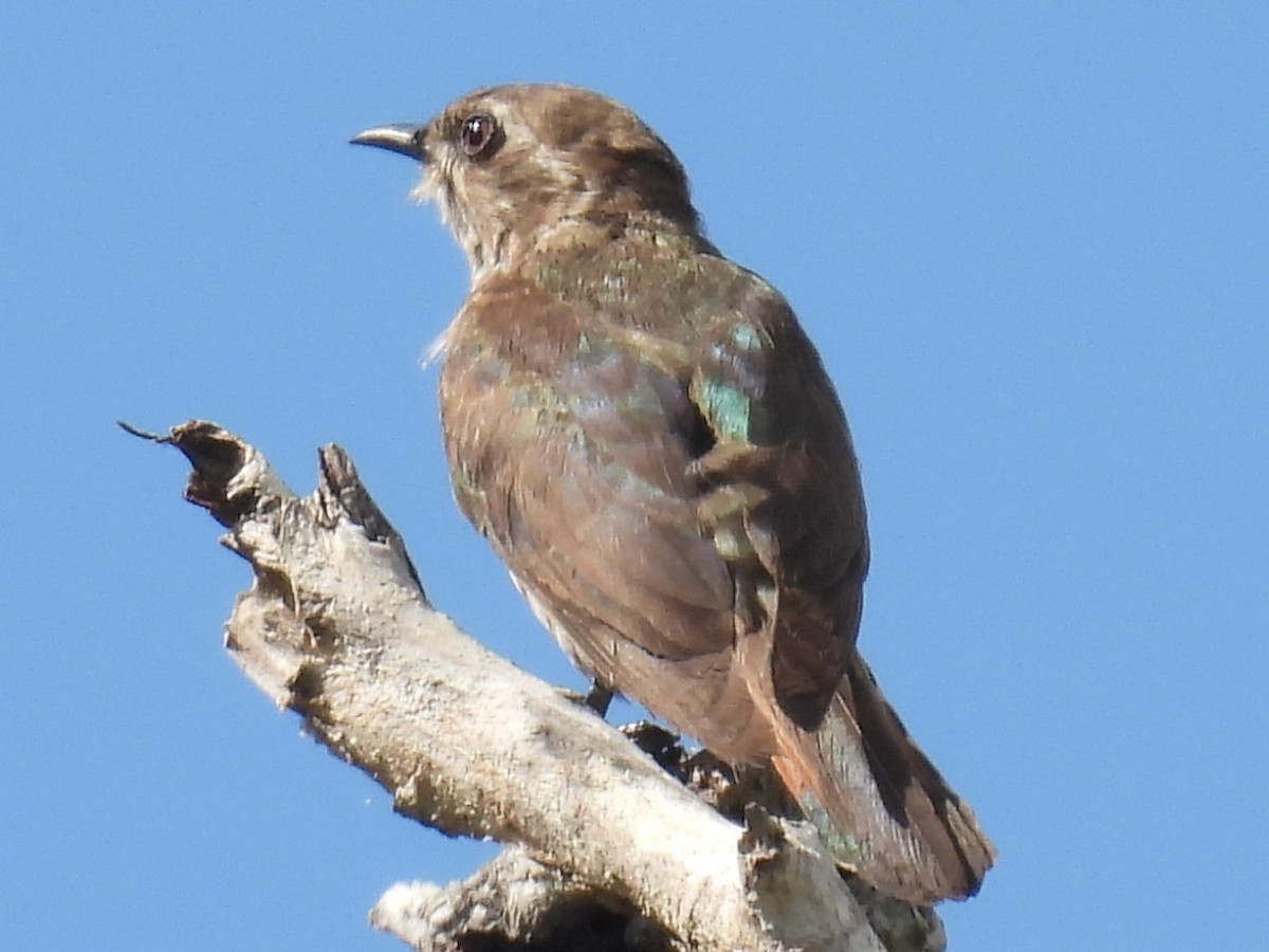 Horsfield's Bronze-Cuckoo - ML647109011