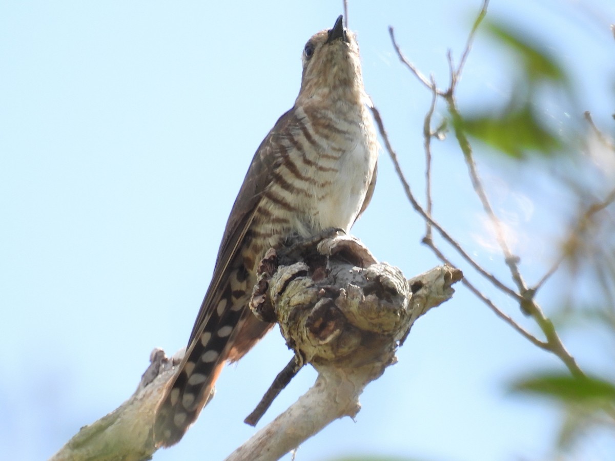 Horsfield's Bronze-Cuckoo - ML647109012