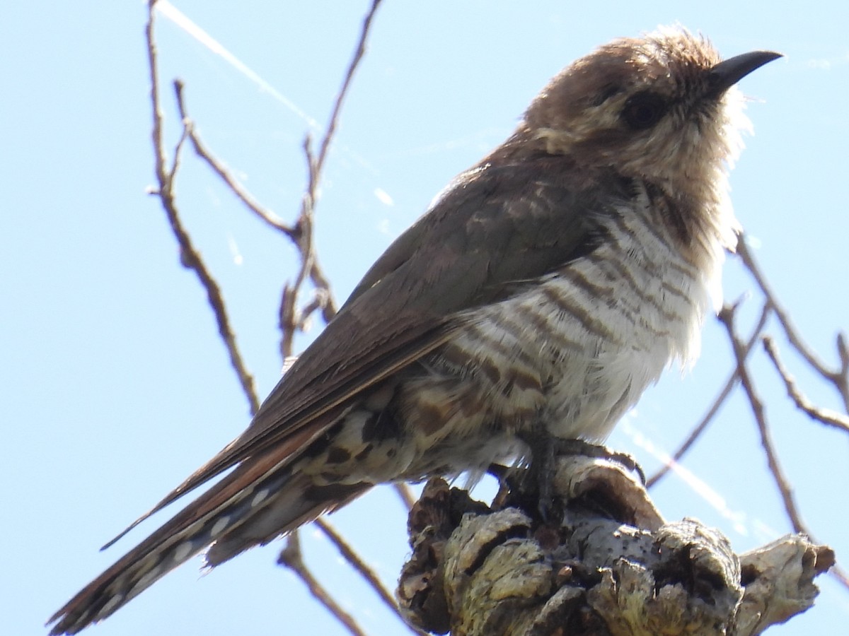 Horsfield's Bronze-Cuckoo - ML647109013