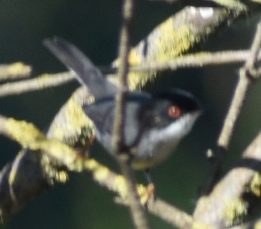 Sardinian Warbler - ML647109035