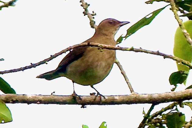 Black-billed Thrush - ML647109040