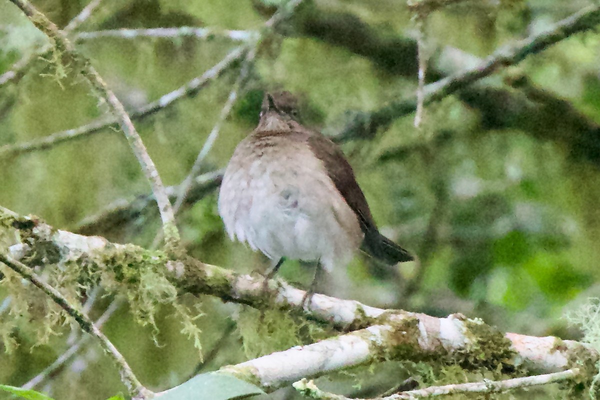 Black-billed Thrush - ML647109041