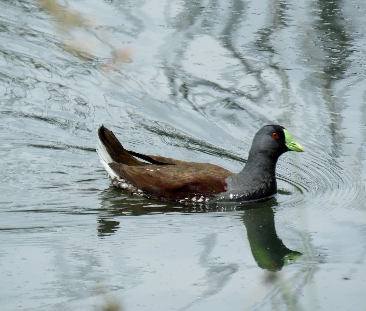 Spot-flanked Gallinule - ML647109042