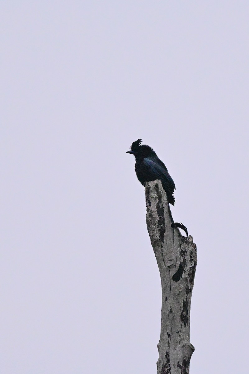 Greater Racket-tailed Drongo - ML647109057
