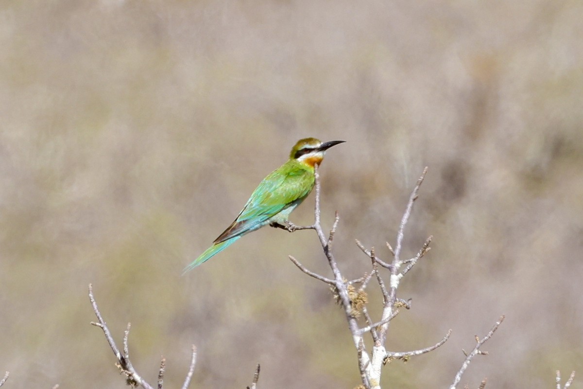 Olive Bee-eater - ML647109061