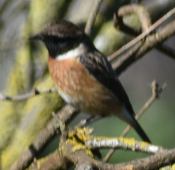 European Stonechat - ML647109064