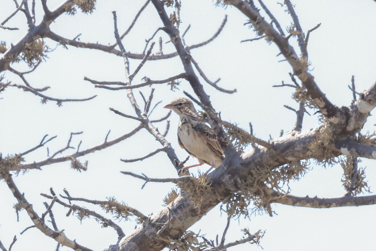 Madagascar Lark - ML647109065