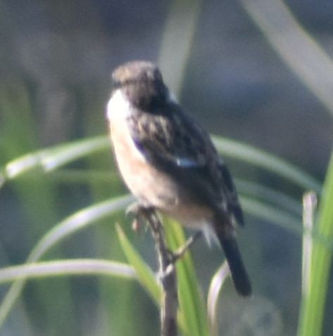 European Stonechat - ML647109066