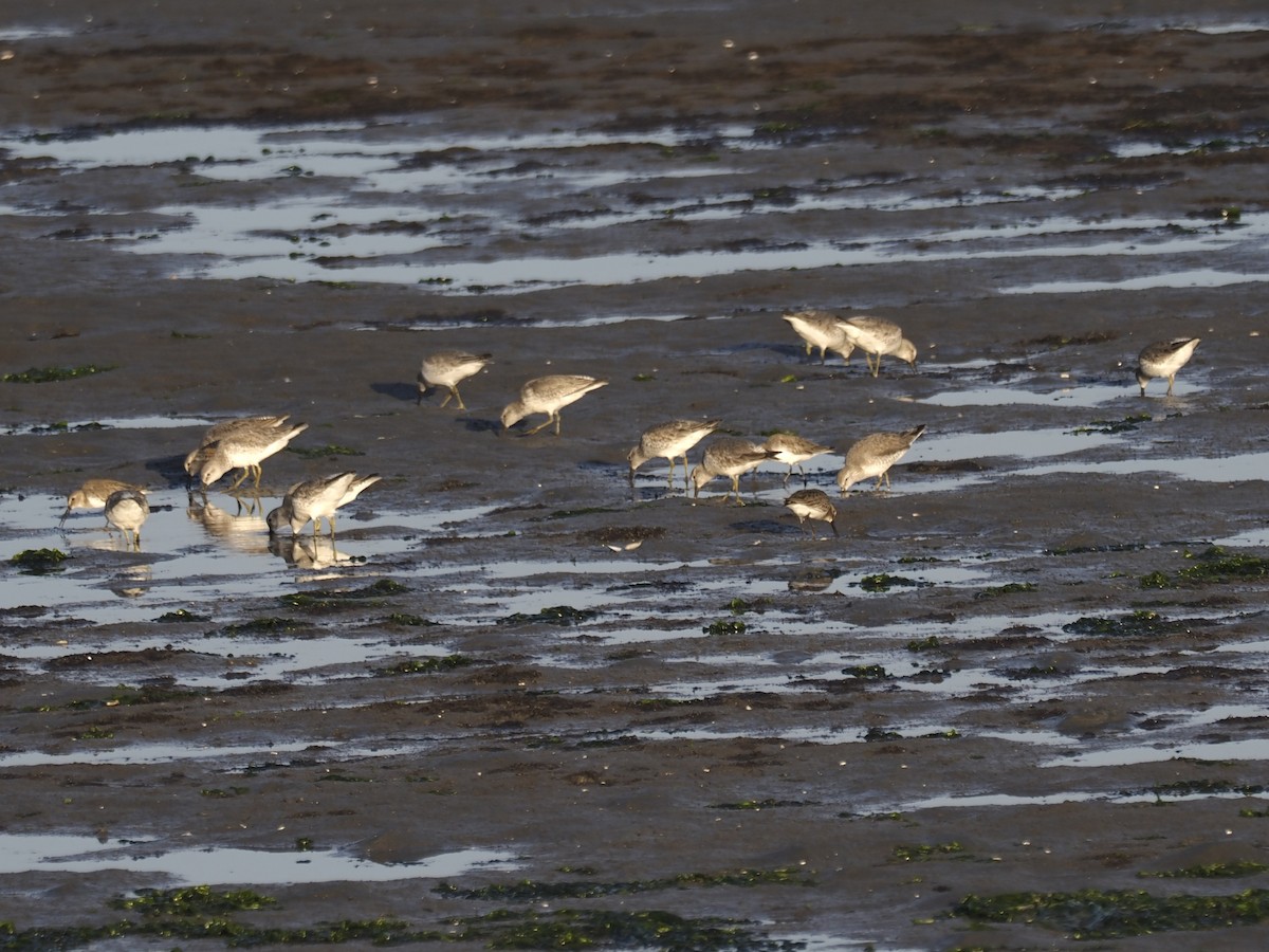 חופית להקנית - ML647109071