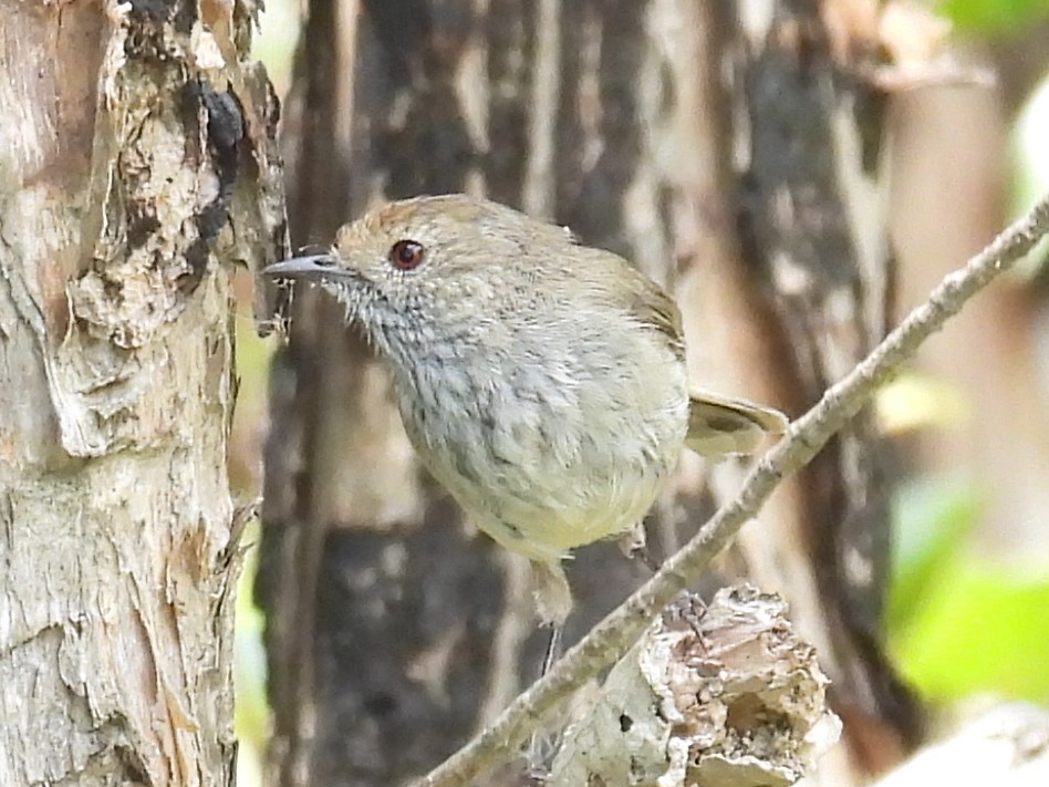 Brown Thornbill - ML647109084