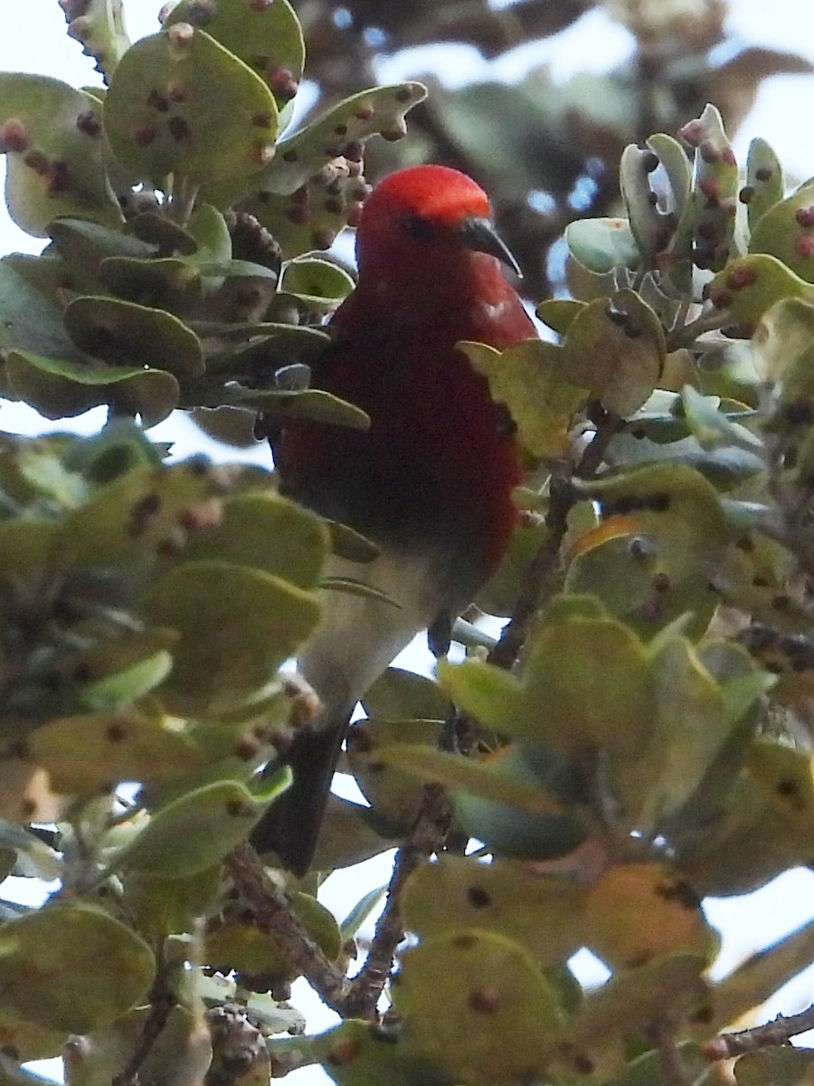 Apapane - ML647109089