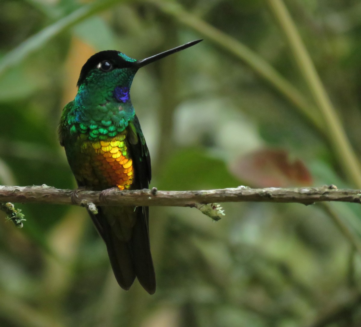 Golden-bellied Starfrontlet - ML647109105