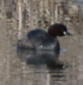 Little Grebe - ML647109107