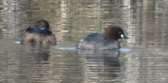 Little Grebe - ML647109108