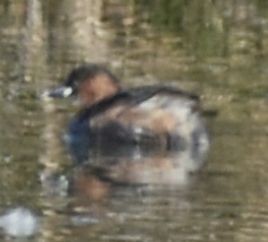 Little Grebe - ML647109109