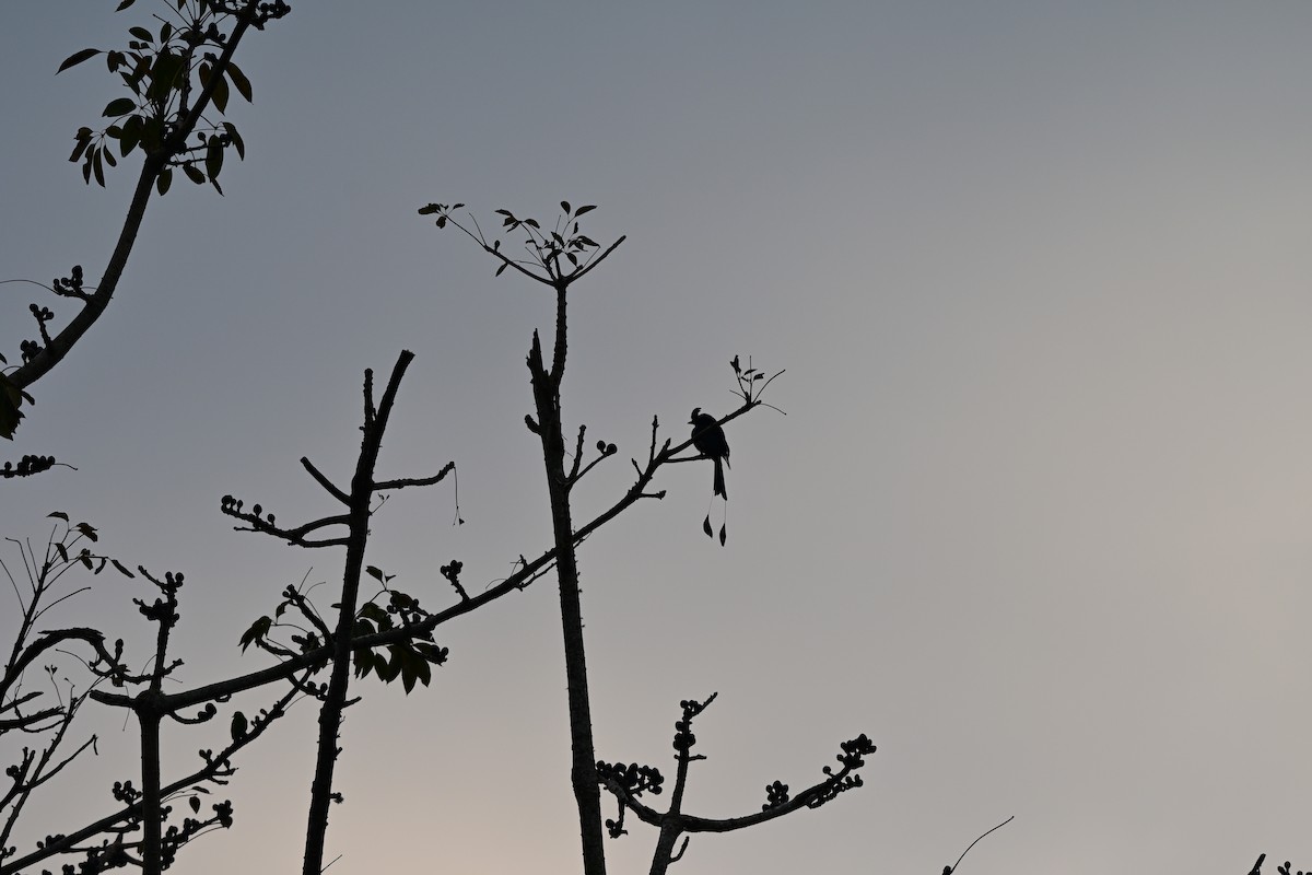 Greater Racket-tailed Drongo - ML647109114