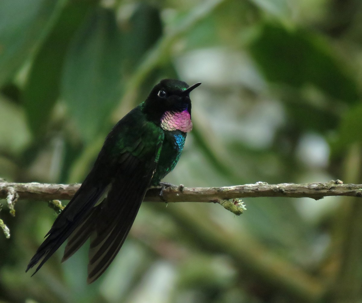 Tourmaline Sunangel - ML647109121