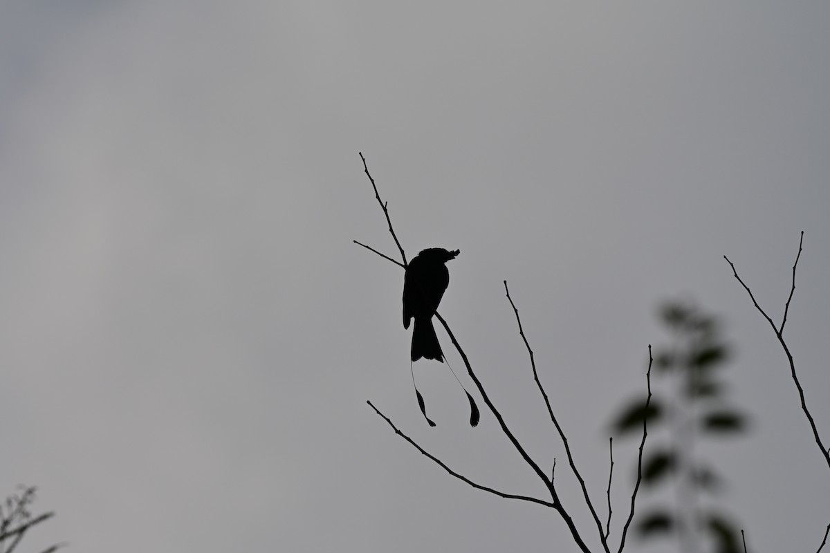 Greater Racket-tailed Drongo - ML647109122