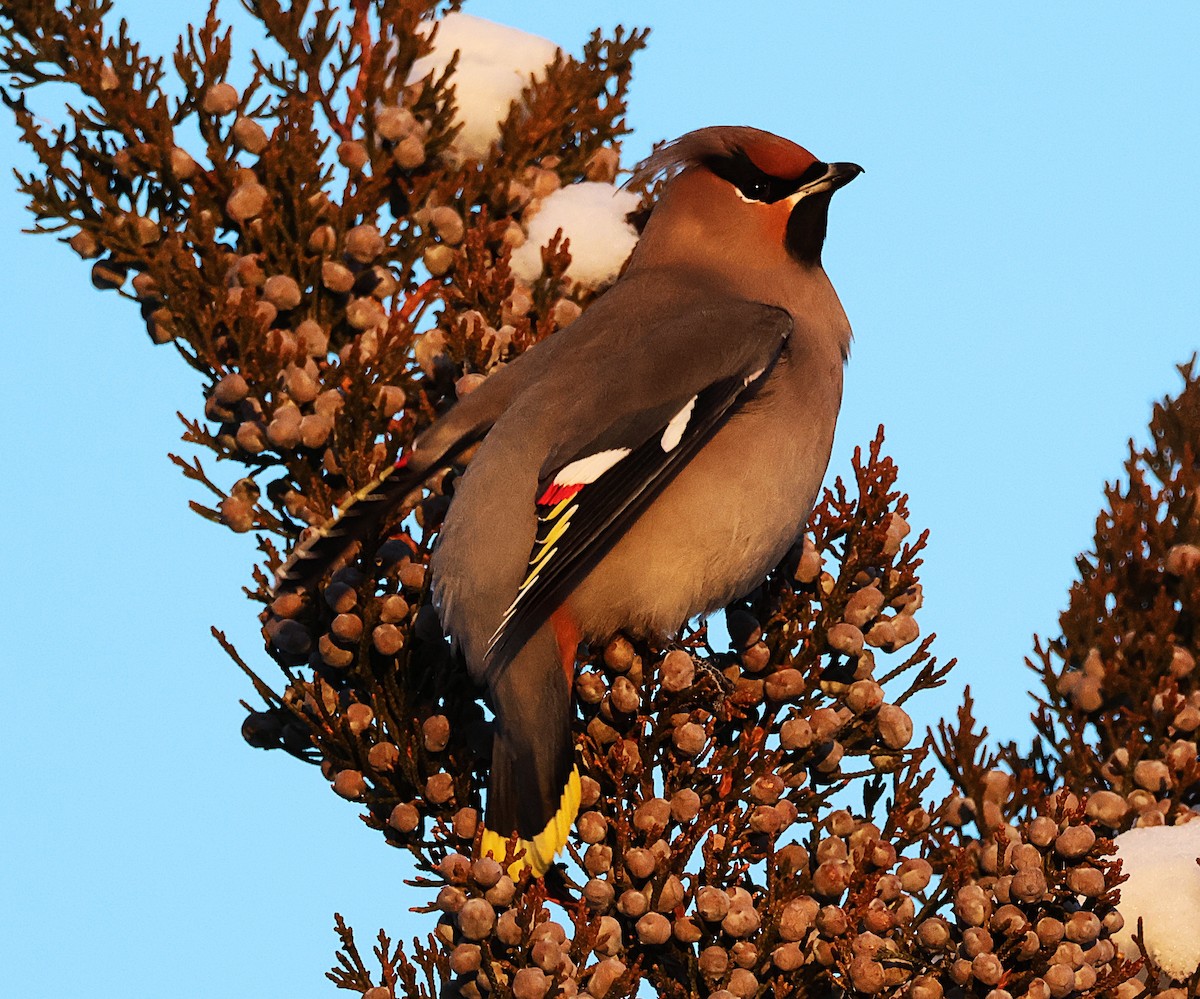 Bohemian Waxwing - ML647109130