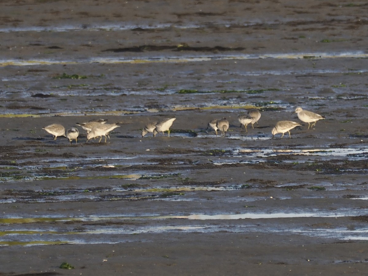 חופית להקנית - ML647109132