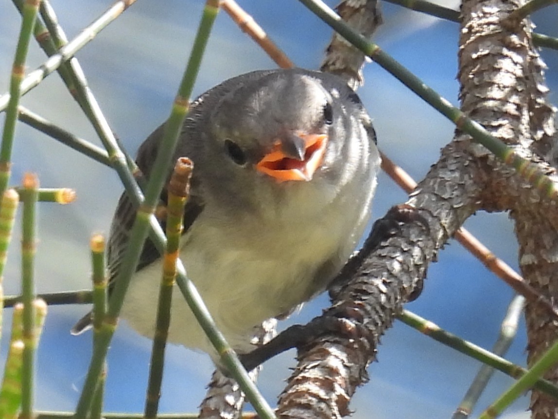 Mistletoebird (Australian) - ML647109140