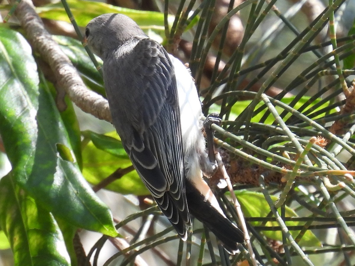 Mistletoebird (Australian) - ML647109141