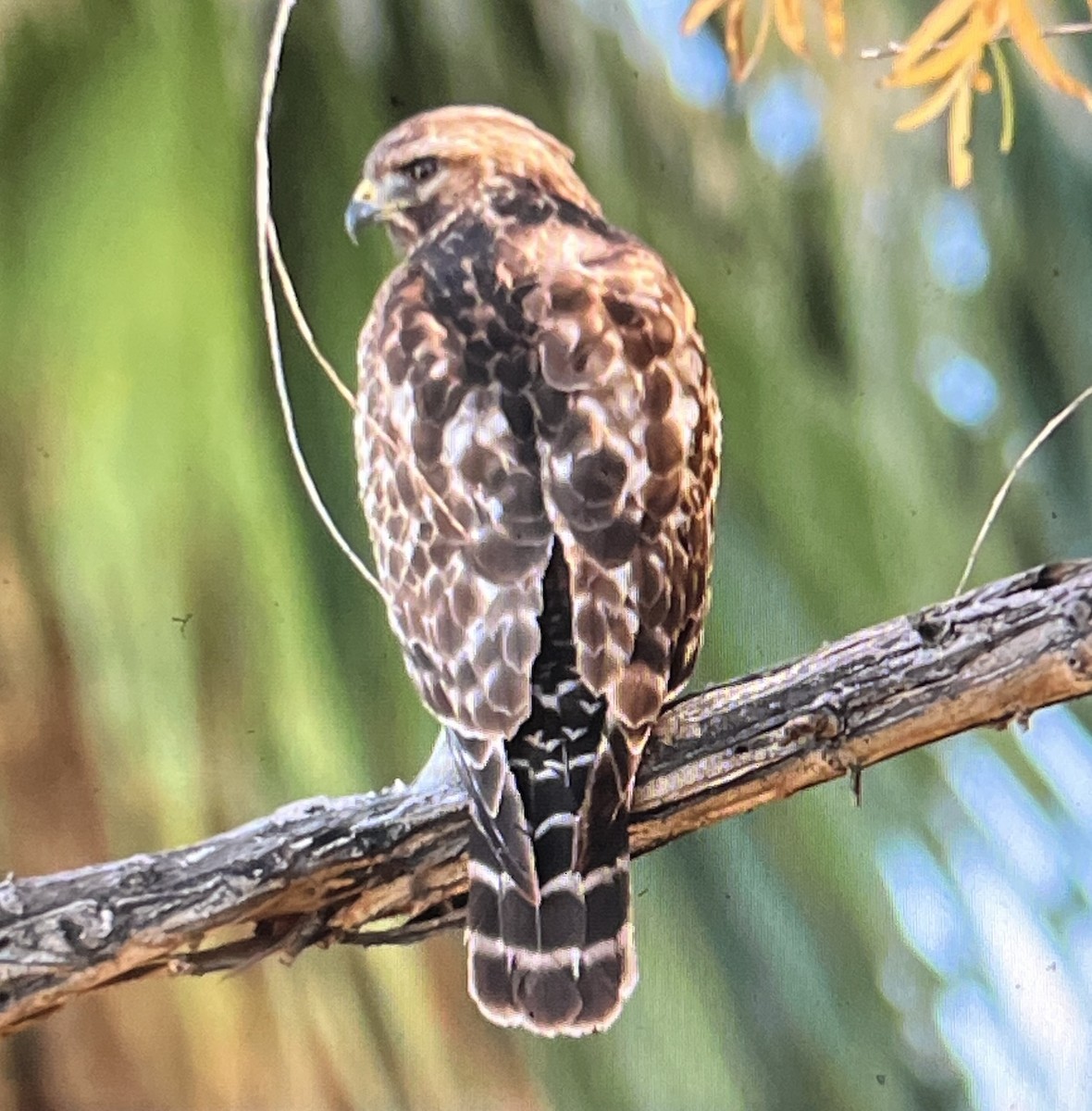 Red-shouldered Hawk - ML647109142