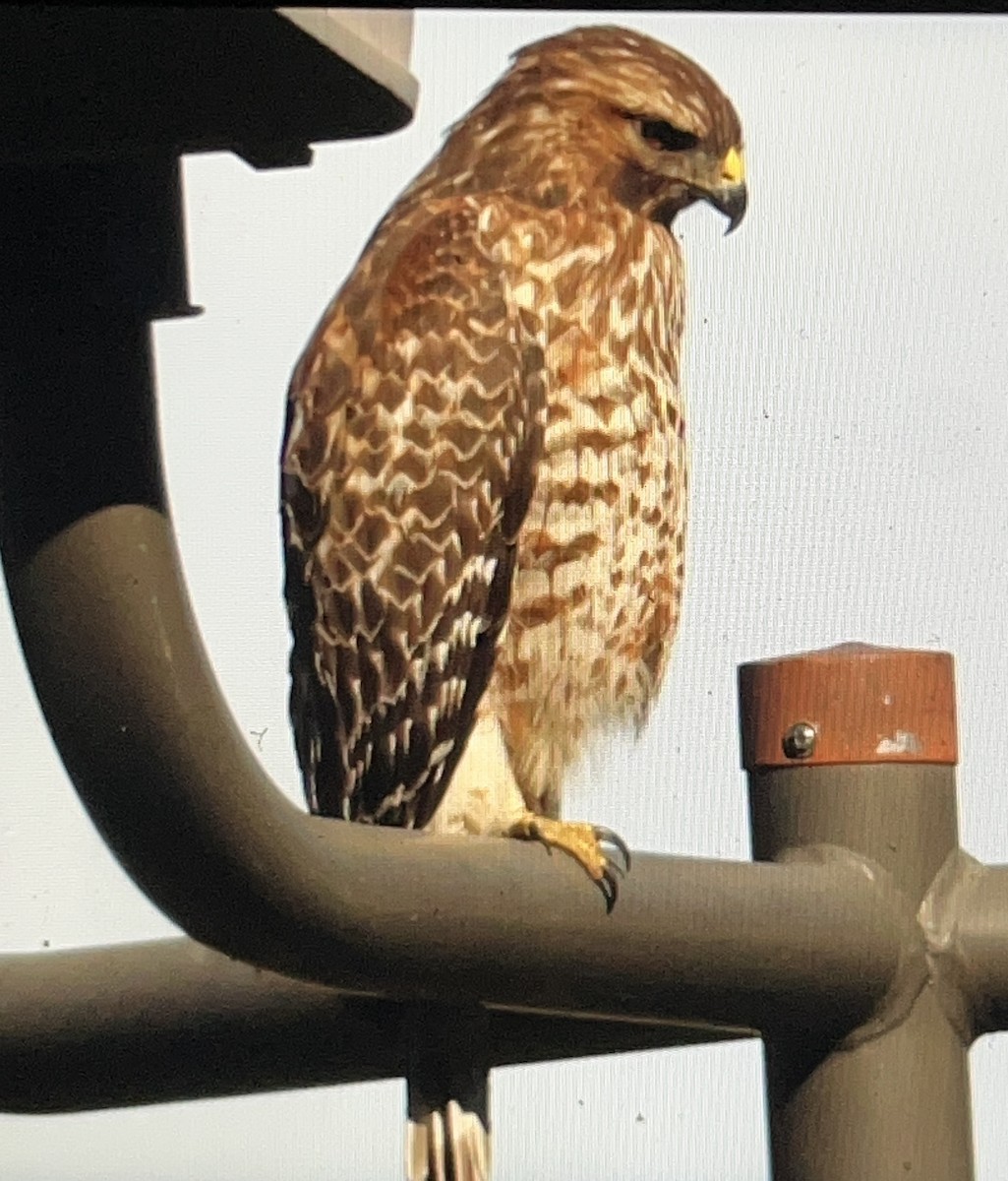 Red-shouldered Hawk - ML647109143