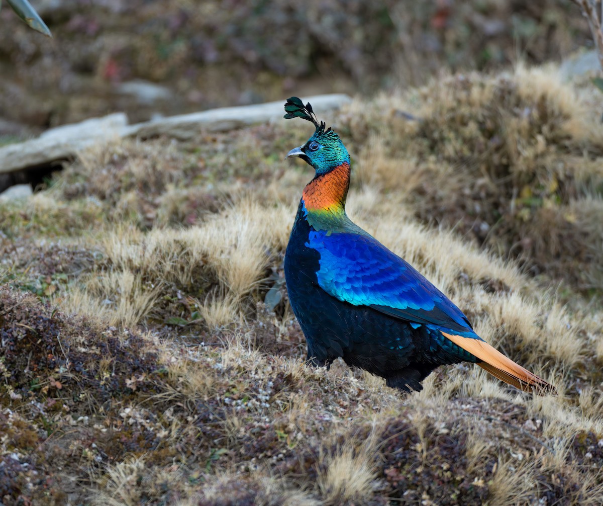 Himalayan Monal - ML647109146