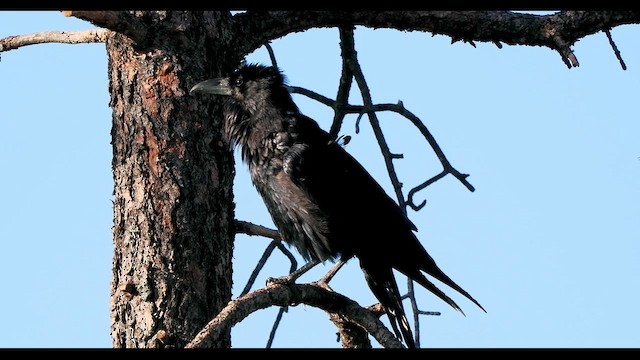 Cuervo Grande - ML647109151