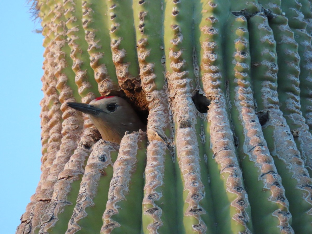 kaktusspett - ML647109152