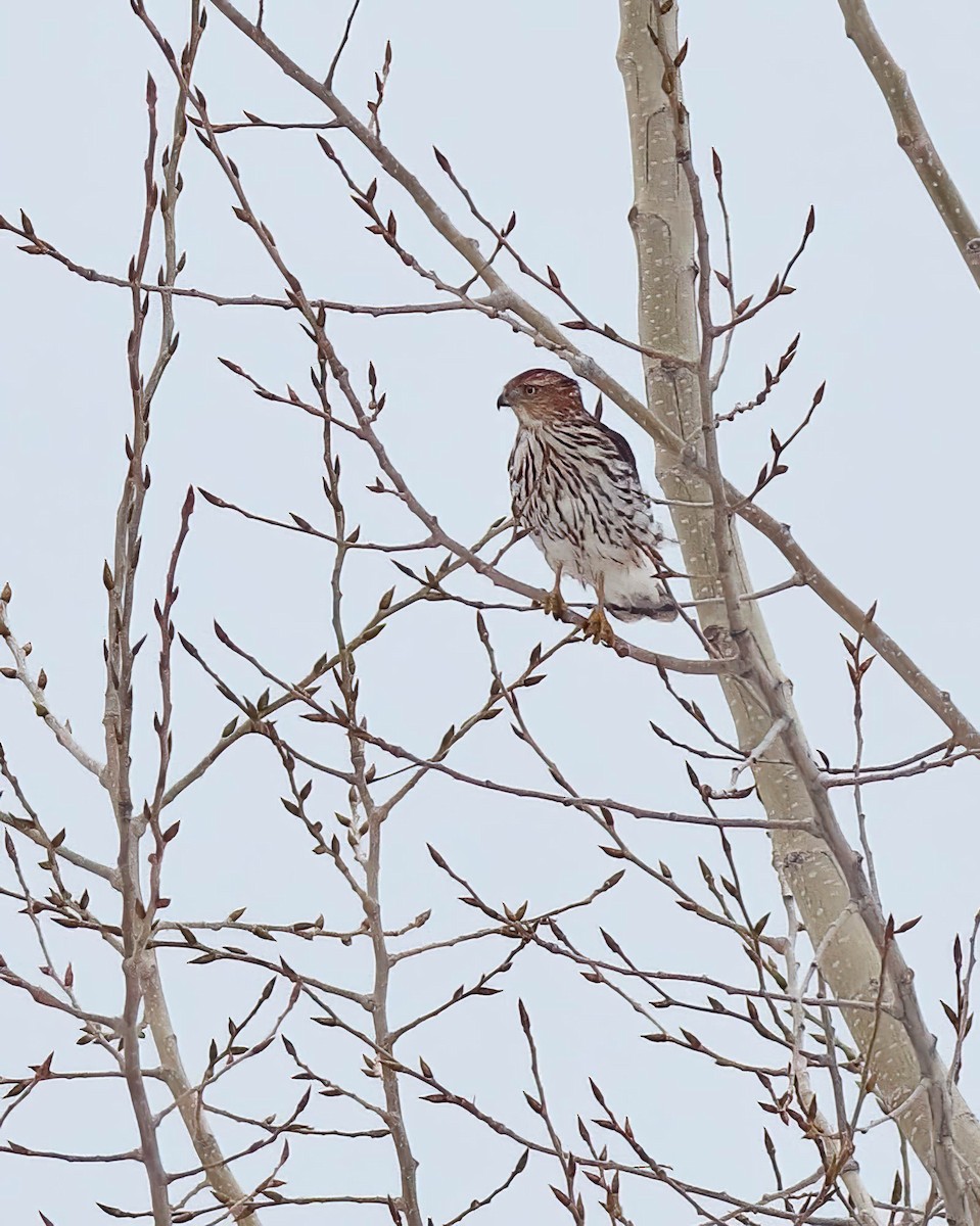 jestřáb americký - ML647109162