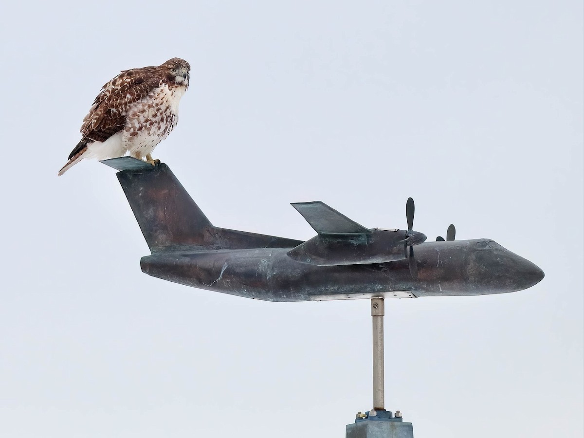 káně rudochvostá - ML647109178