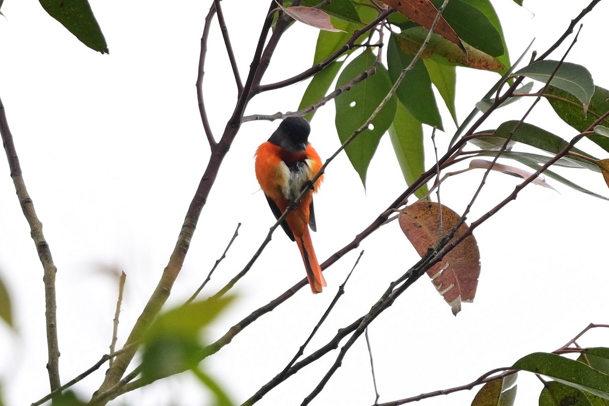 Scarlet Minivet - ML647109187