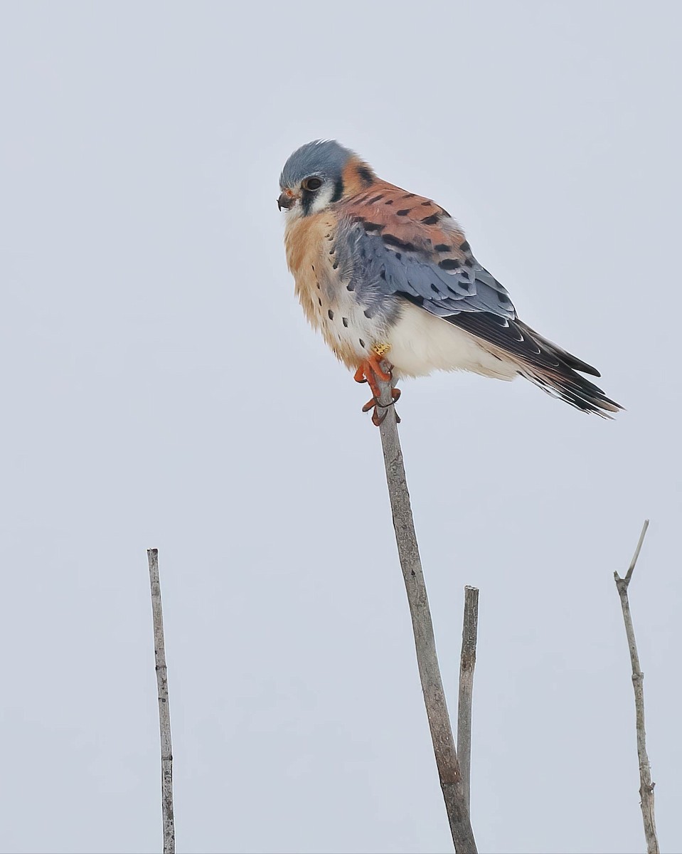 poštolka pestrá - ML647109188