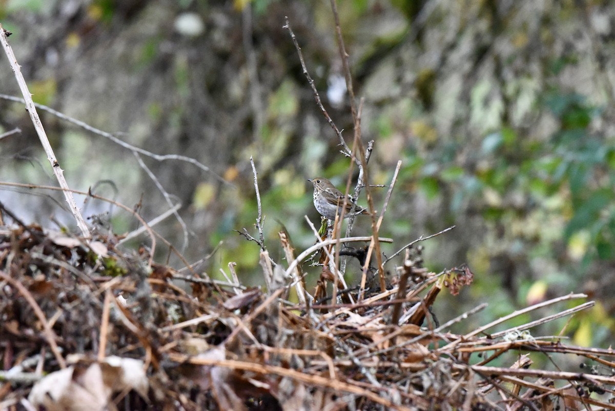 Zorzalito Colirrufo - ML647109190