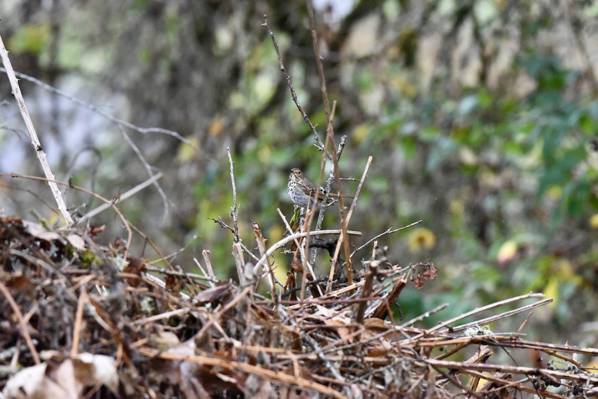 Zorzalito Colirrufo - ML647109191