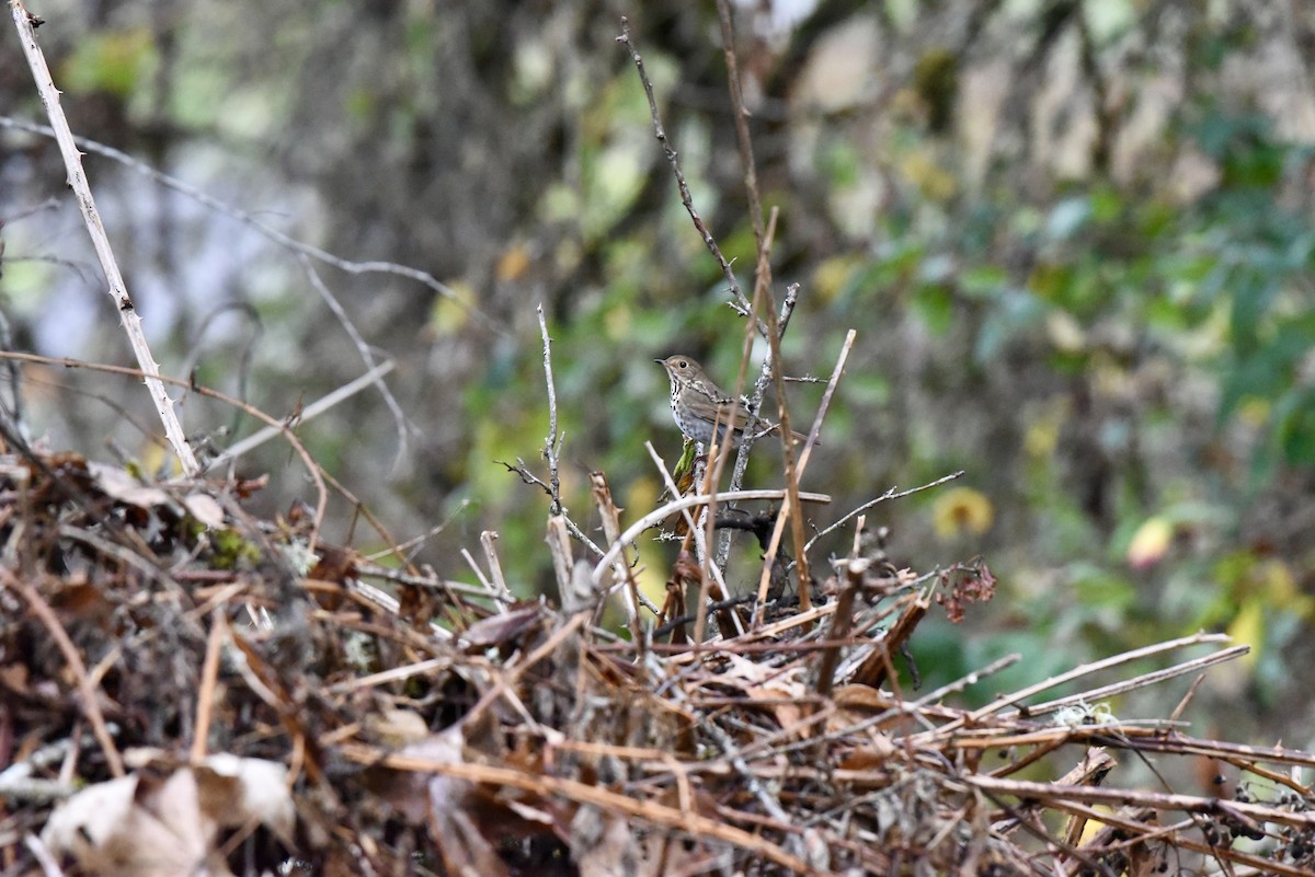 Zorzalito Colirrufo - ML647109192