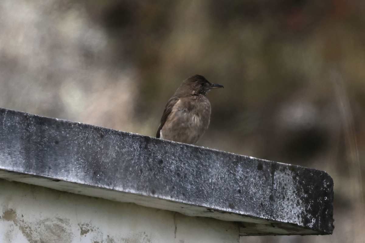Black-billed Shrike-Tyrant - ML647109202