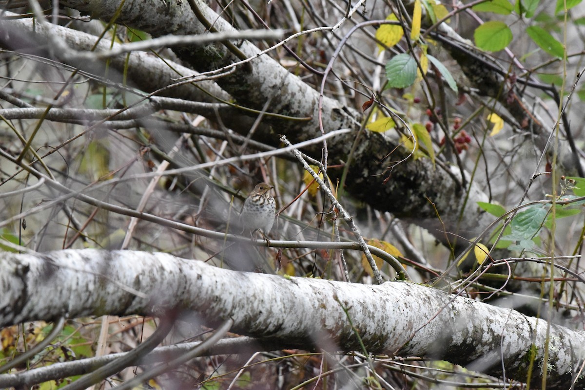 Zorzalito Colirrufo - ML647109206